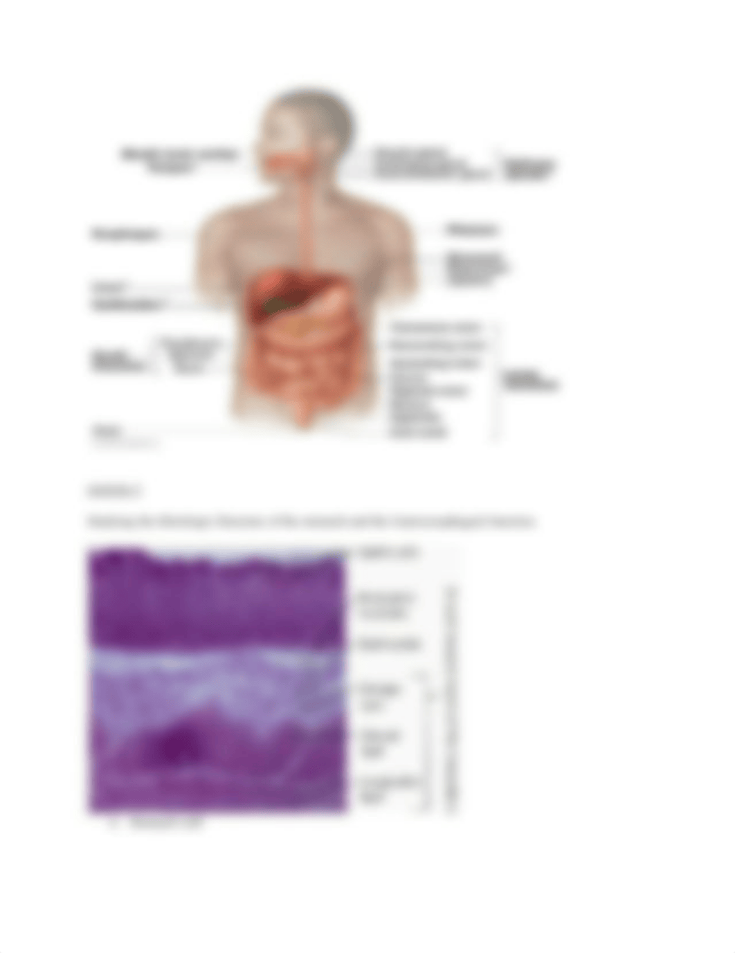 Lab Report digestive sys.docx_d00g92035mm_page2