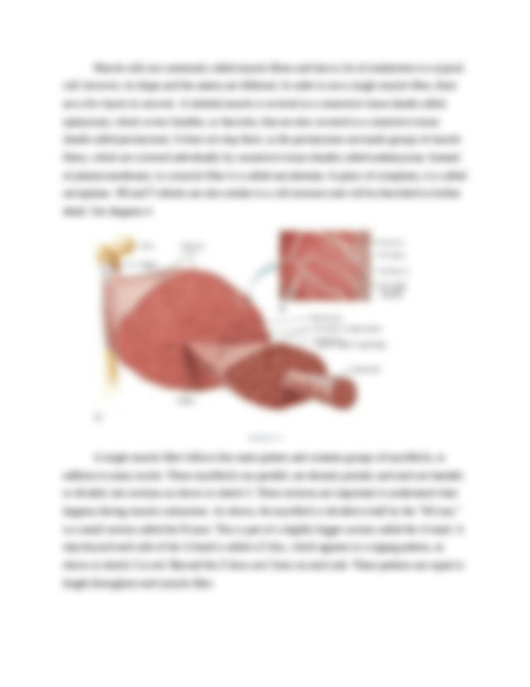 Skeletal Muscle contraction assignment (1) (1).docx_d00yhsyyuu3_page4