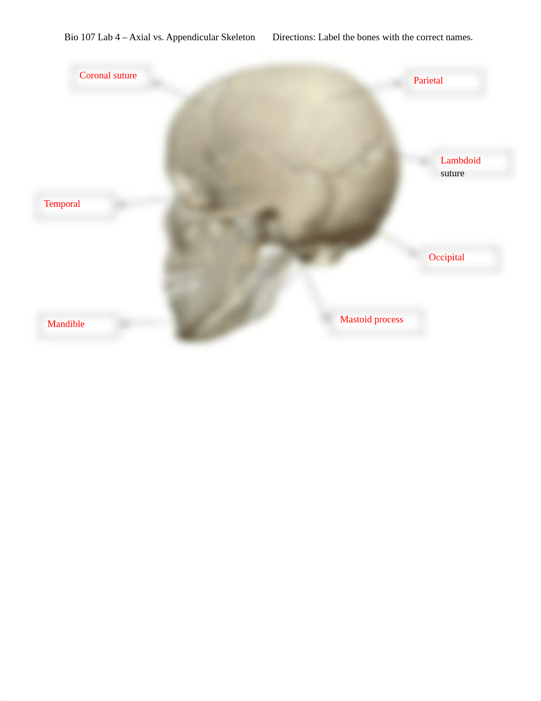 Bio 107 Lab 4 - Axial vs. Appendicular Skeleton.docx_d015nsnjkhw_page2