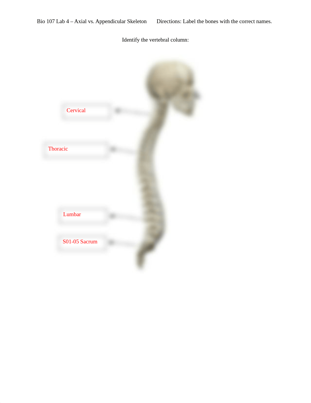 Bio 107 Lab 4 - Axial vs. Appendicular Skeleton.docx_d015nsnjkhw_page4