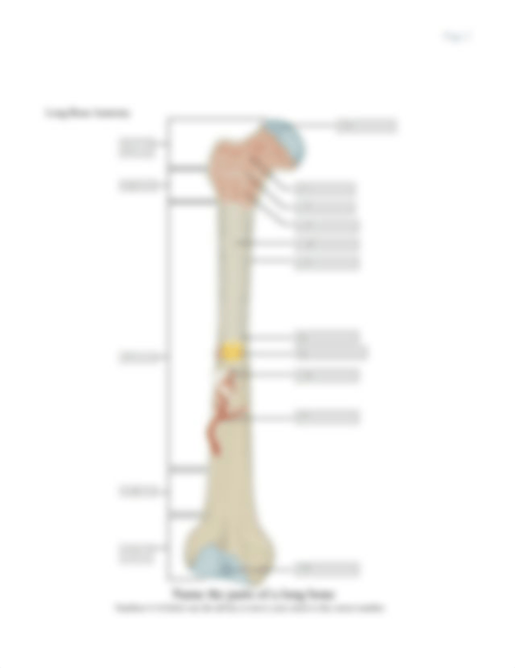 Chapter 6 - Bone Tissue.docx_d02e83scgjh_page2