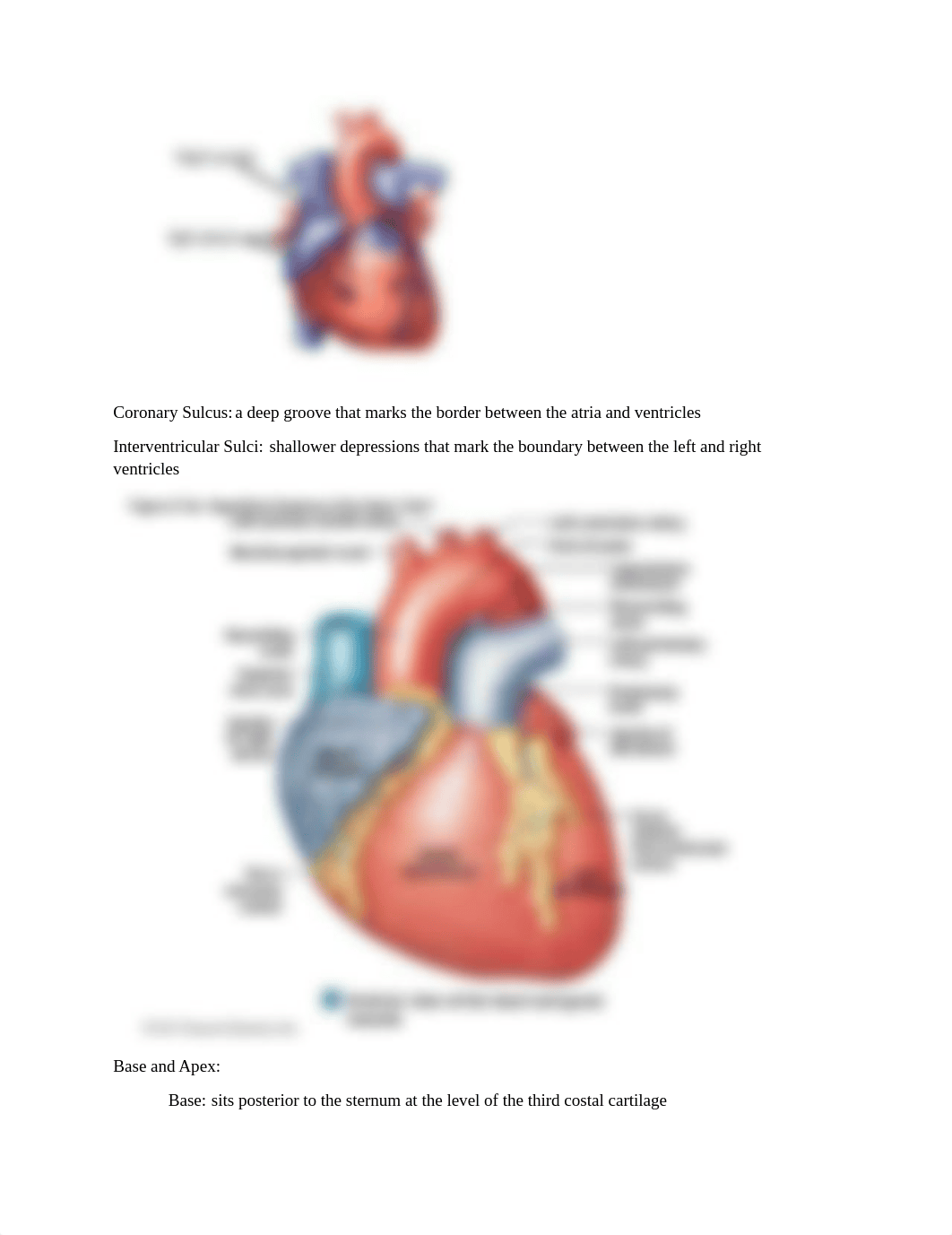 Chapter 18 - The Heart.docx_d02l0ogveg9_page3