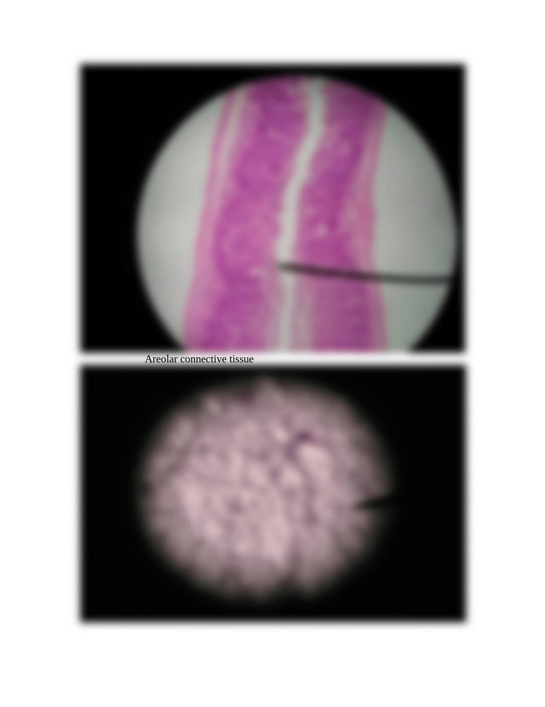 Study Guide for Biology Lab Practical II_d02r0g9agsn_page3