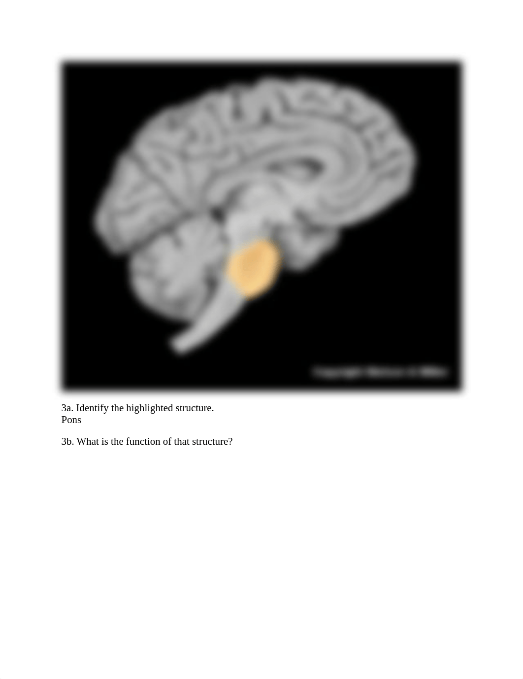 13.1+Brain+anatomy+_+structure+function+worksheet.pdf_d03b1ytbbuv_page3