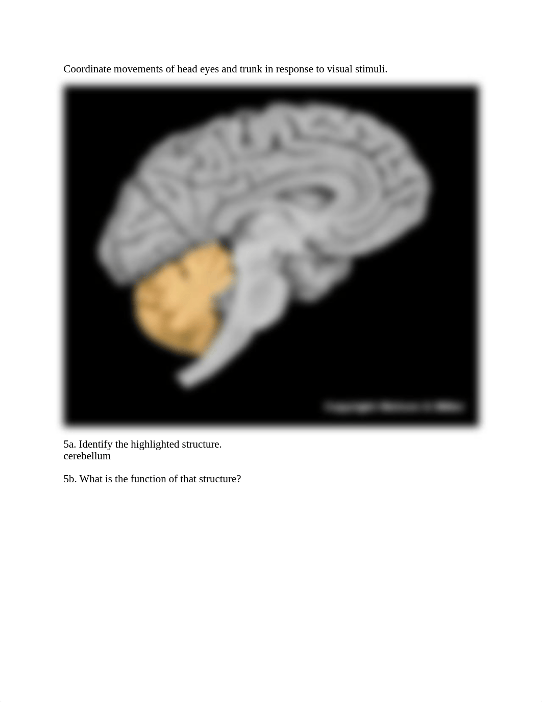 13.1+Brain+anatomy+_+structure+function+worksheet.pdf_d03b1ytbbuv_page5