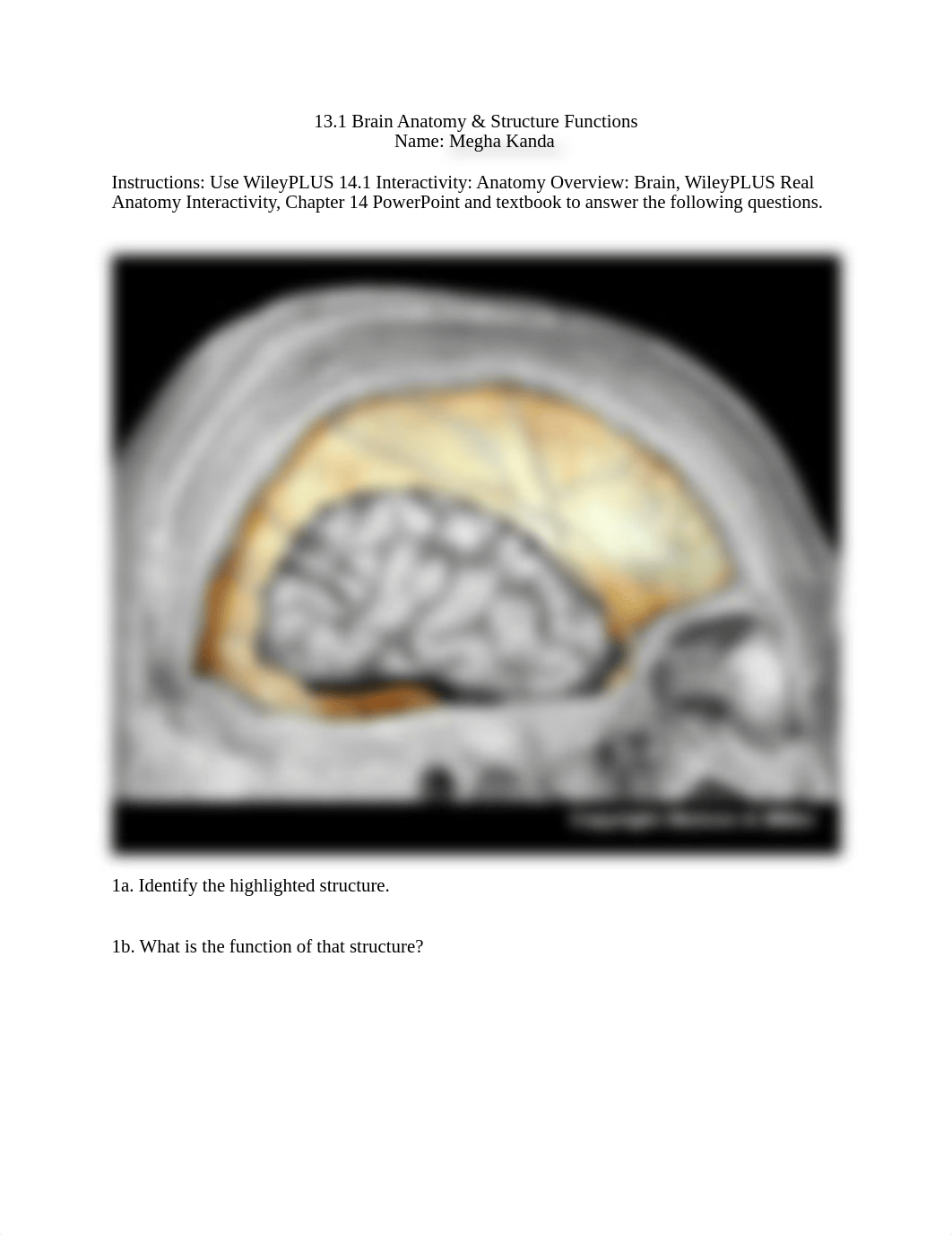 13.1+Brain+anatomy+_+structure+function+worksheet.pdf_d03b1ytbbuv_page1