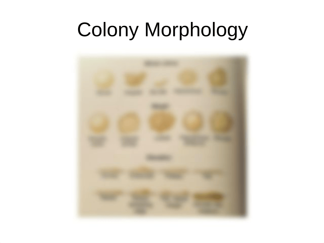 Colony Morphology and Gram Stain.pptx_d03m1lf9iin_page4