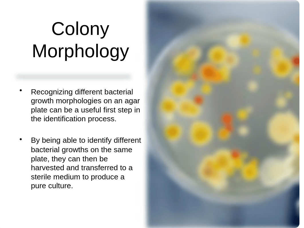 Colony Morphology and Gram Stain.pptx_d03m1lf9iin_page1