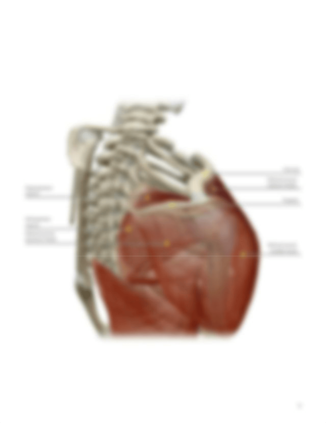 lab manual_appendicular_skeleton_atlas EP.pdf_d03zyj38bax_page4