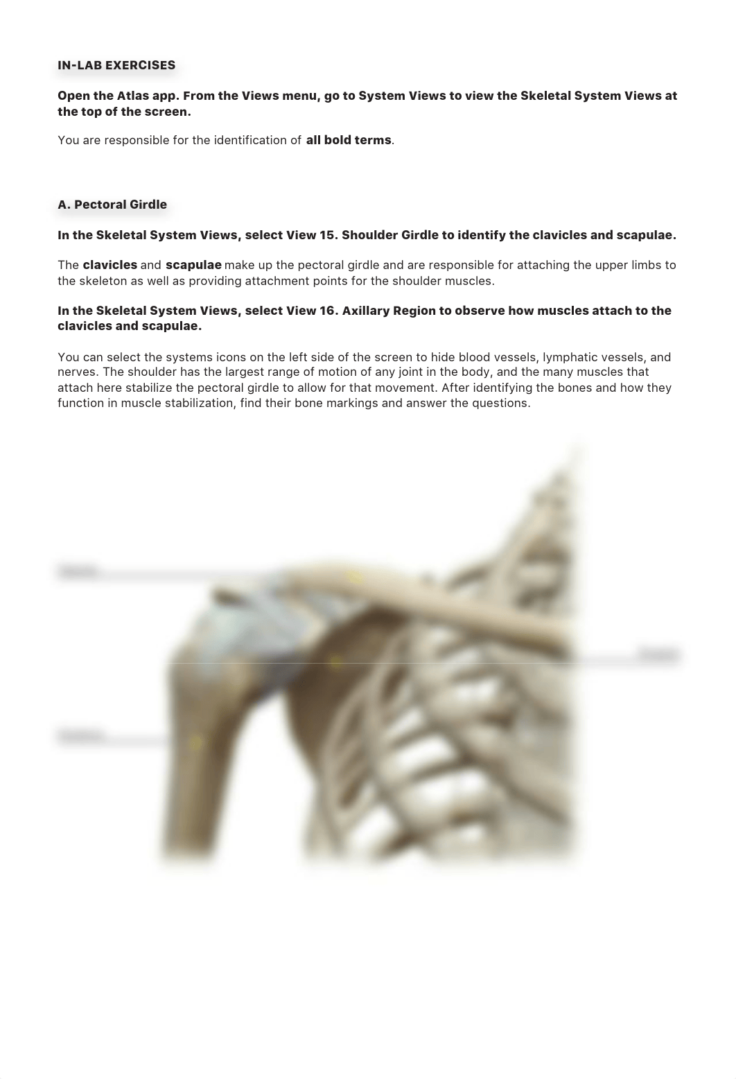 lab manual_appendicular_skeleton_atlas EP.pdf_d03zyj38bax_page3