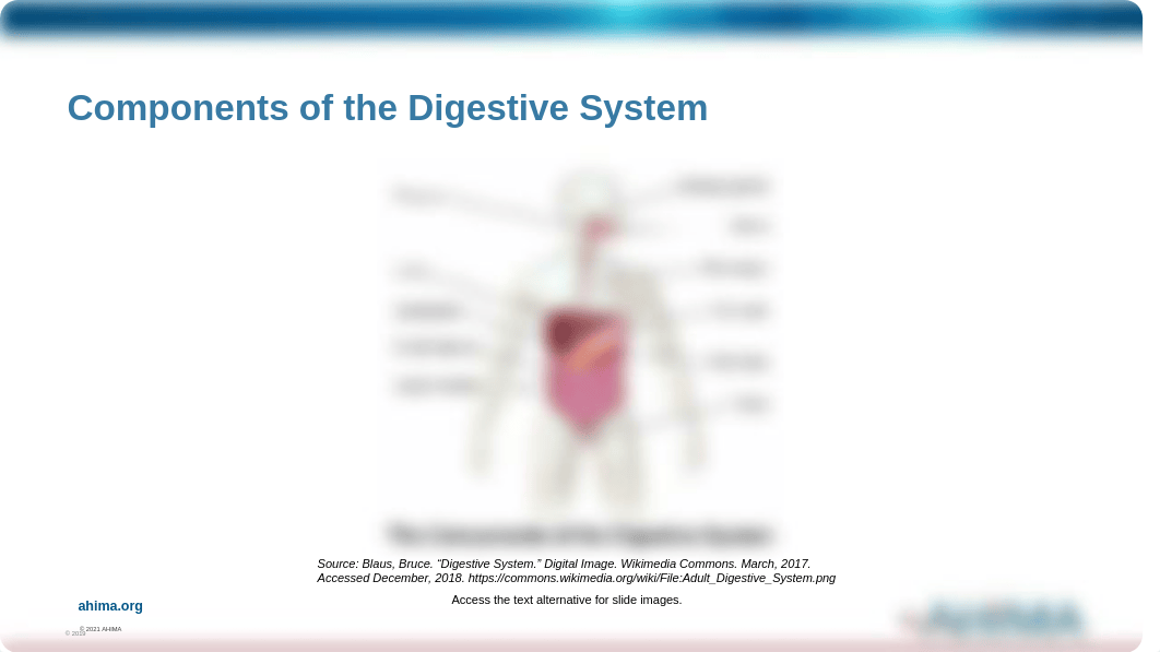 Digestive.pptx_d048i8b1p0p_page3