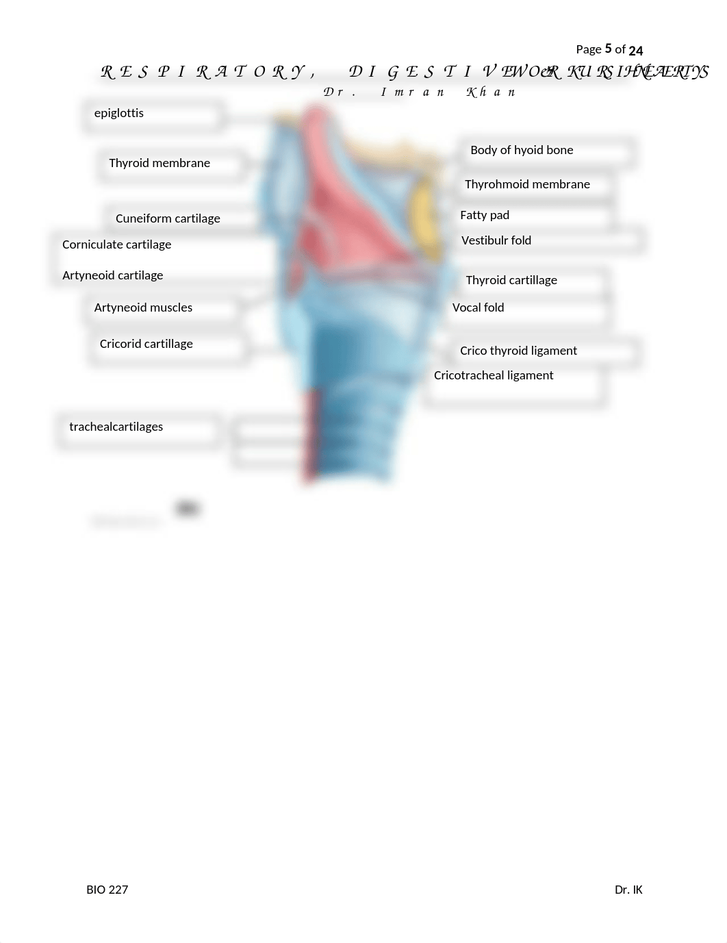 07. RESPIRATORY, DIGESTIVE, URINARY SYSTEM LABELING WORKSHEETS - Jake Camarillo.docx_d04e5cd8on6_page5