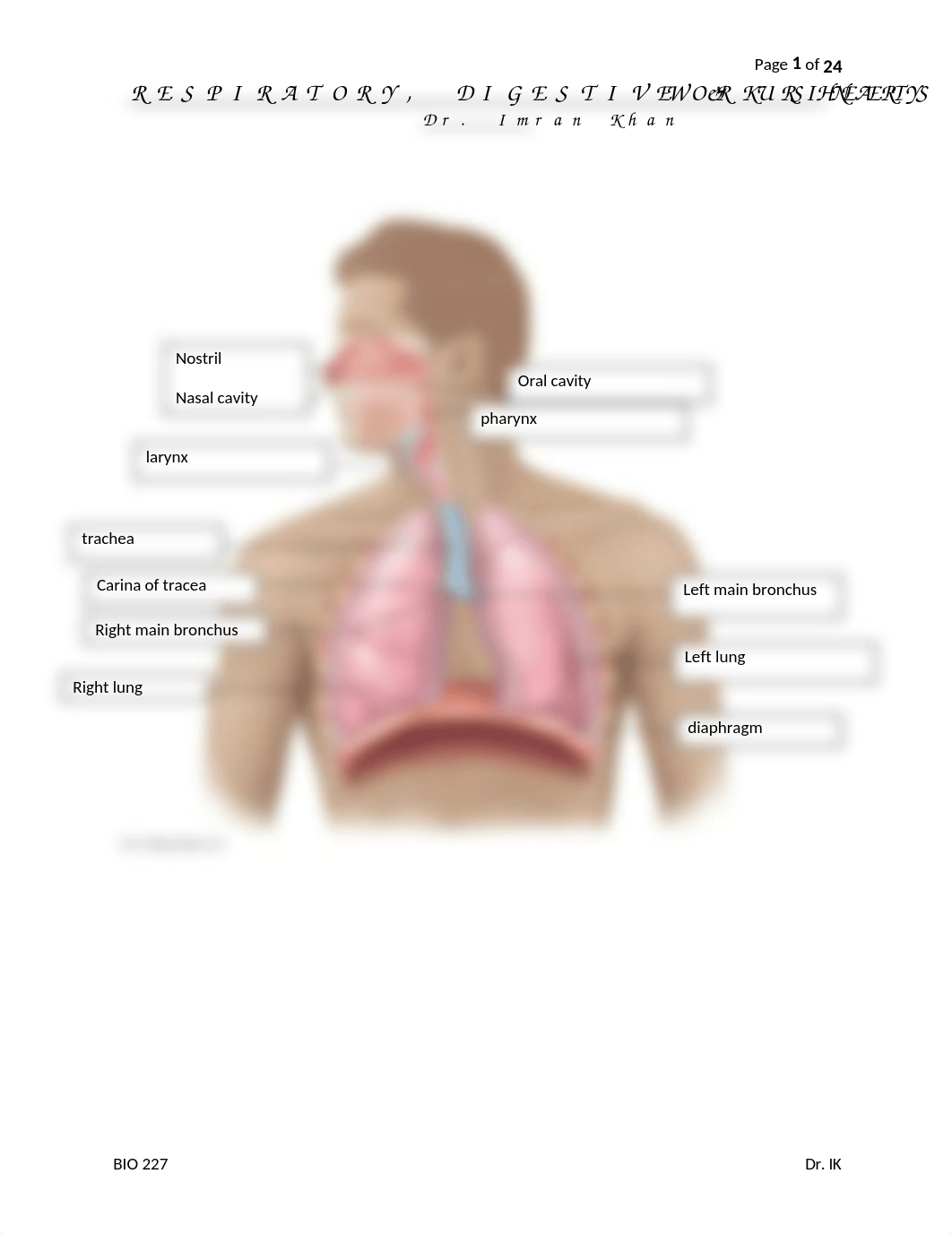 07. RESPIRATORY, DIGESTIVE, URINARY SYSTEM LABELING WORKSHEETS - Jake Camarillo.docx_d04e5cd8on6_page1