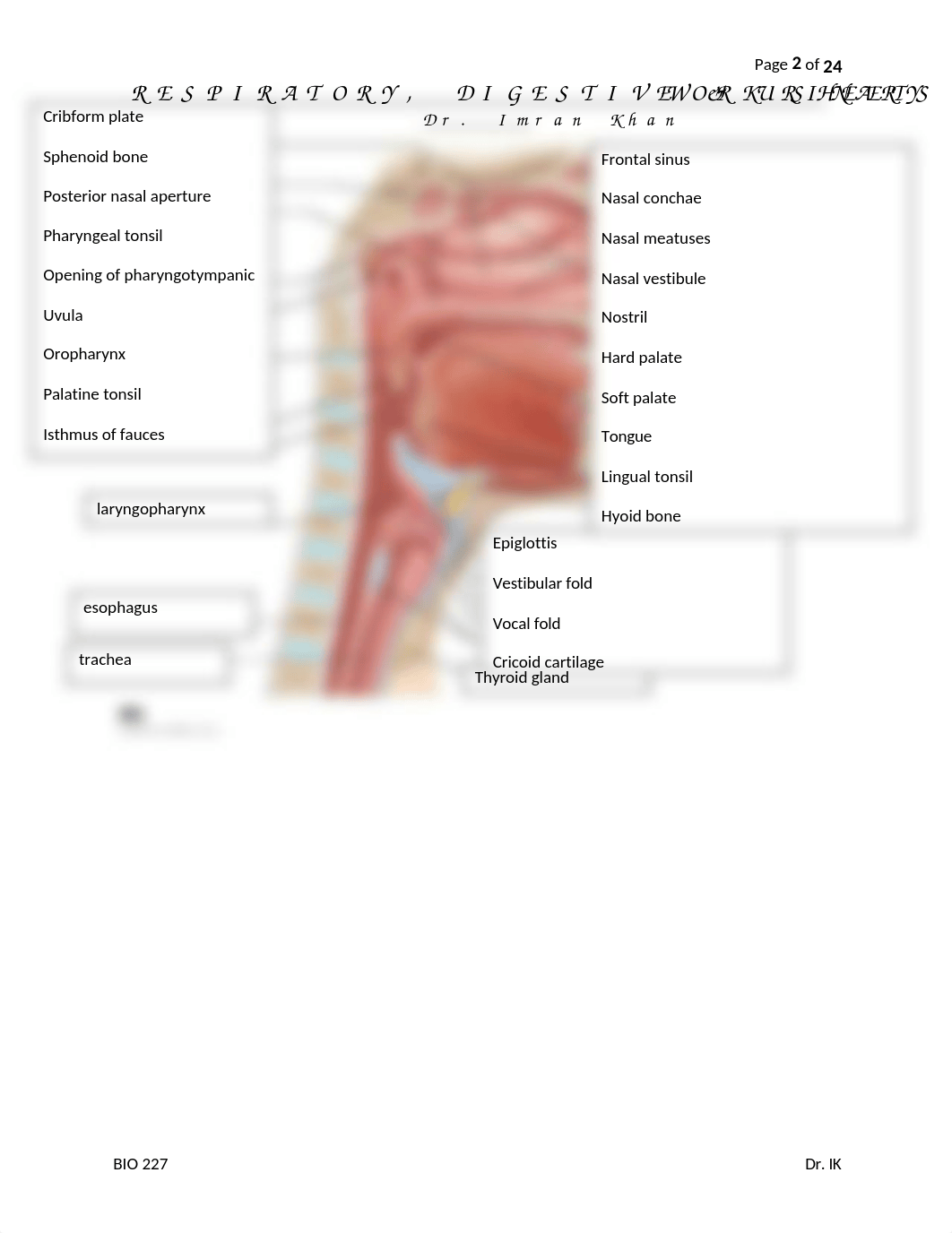 07. RESPIRATORY, DIGESTIVE, URINARY SYSTEM LABELING WORKSHEETS - Jake Camarillo.docx_d04e5cd8on6_page2