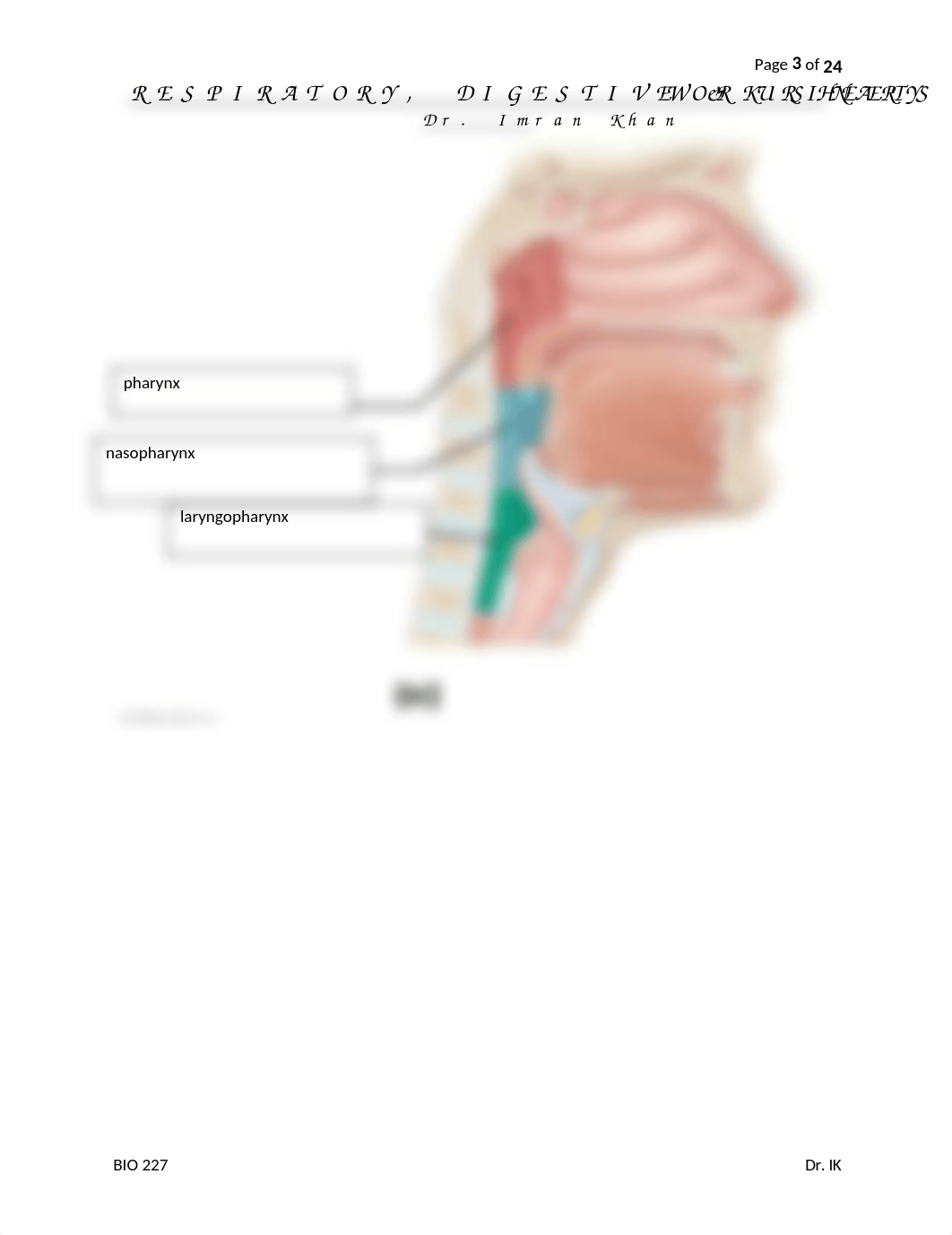 07. RESPIRATORY, DIGESTIVE, URINARY SYSTEM LABELING WORKSHEETS - Jake Camarillo.docx_d04e5cd8on6_page3