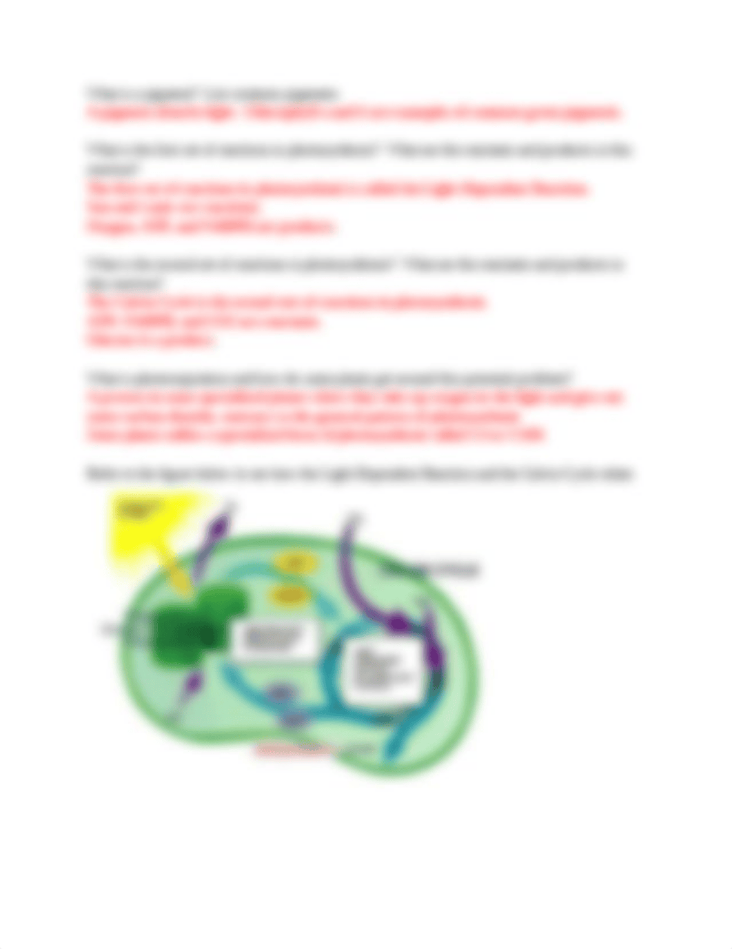 Chapter 6 Notes Outline Answers_d04oggmulsw_page2