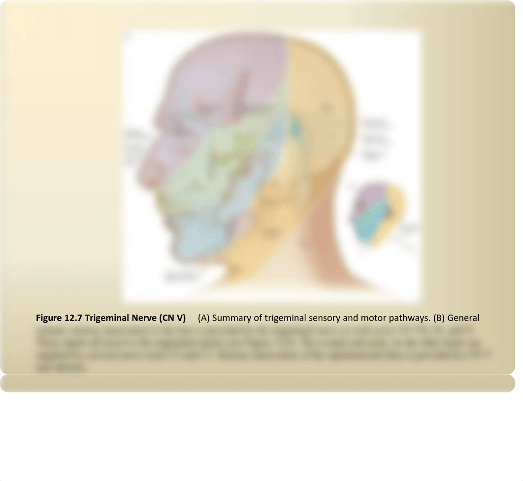 611 Trigeminal Nuclei and Sensory Pathways MORRIS-WIMAN (1).pdf_d050wz78h04_page4