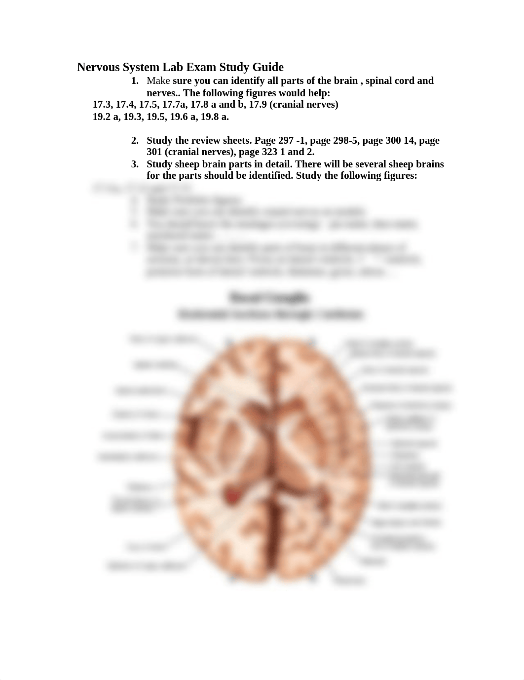 Anat I study guide lab exam nervous system.doc_d05d9mk97u6_page1