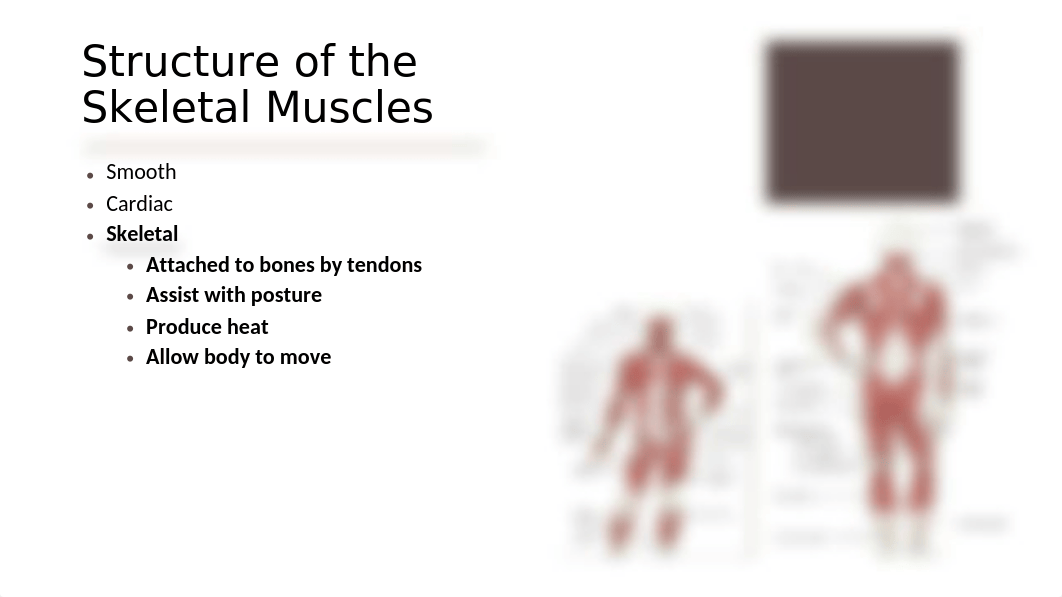 Students-Assessing.Musculoskeletal.System.pptx_d05exkfkcd9_page3