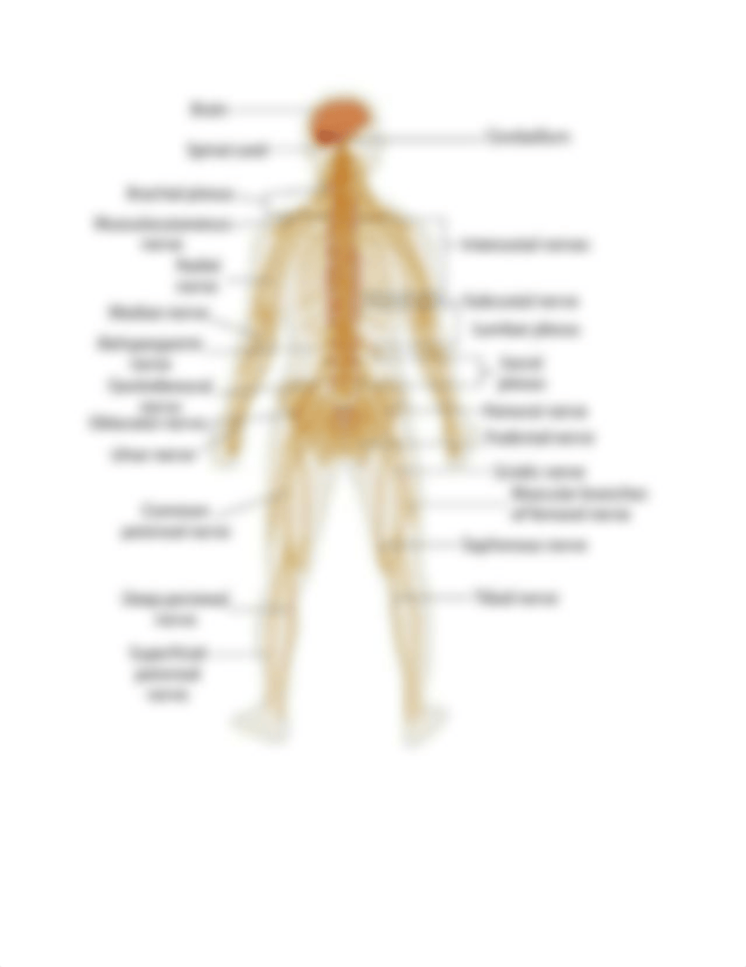 Overview of Nervous System.docx_d05fx9evnks_page2