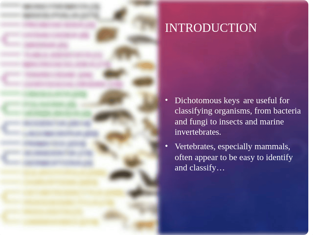 Examining Mammal Orders_su2020.pptx_d06i1yovteq_page2