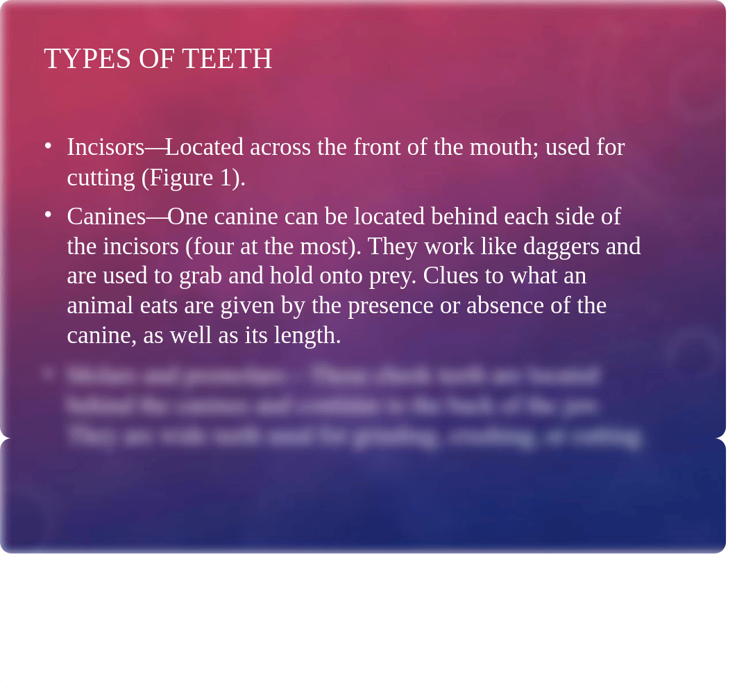 Examining Mammal Orders_su2020.pptx_d06i1yovteq_page5