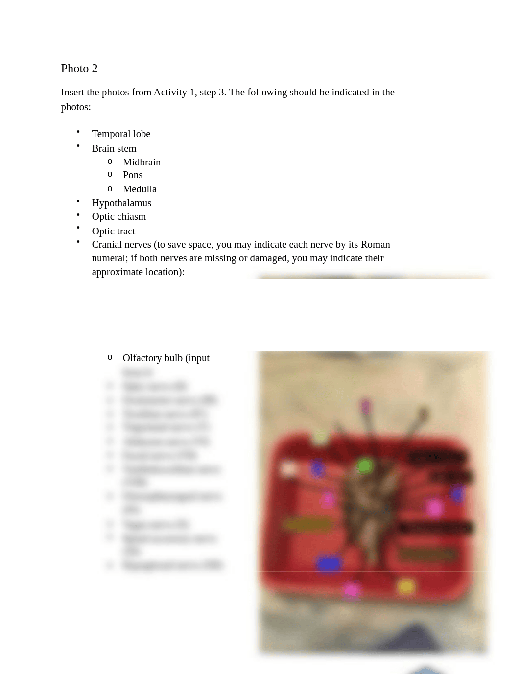 Nervous System Anatomy of the Brain Q.pdf_d06ljkkp5mz_page3