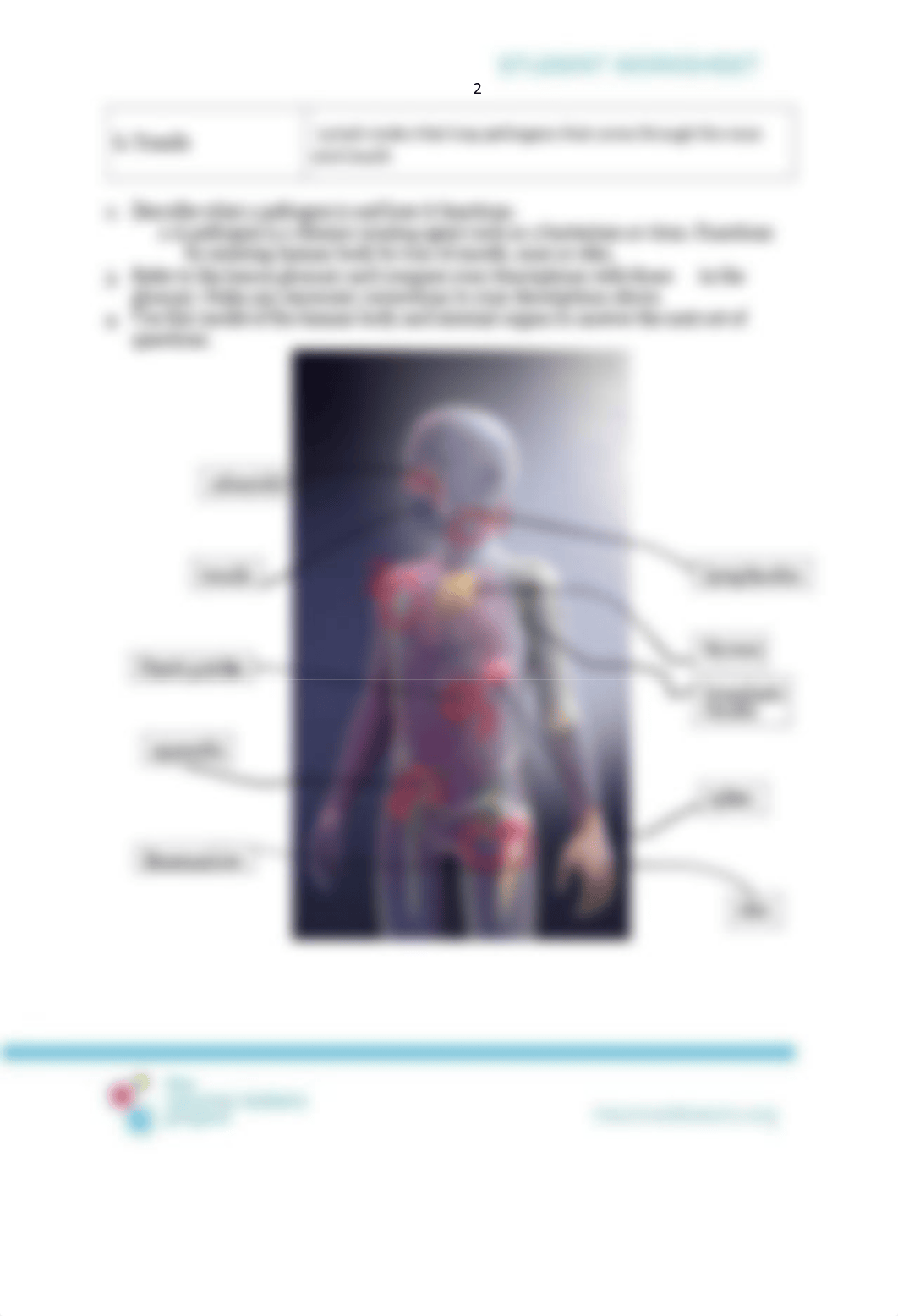 organs and tissues of the immune system lesson.pdf_d06nkmj72fn_page2