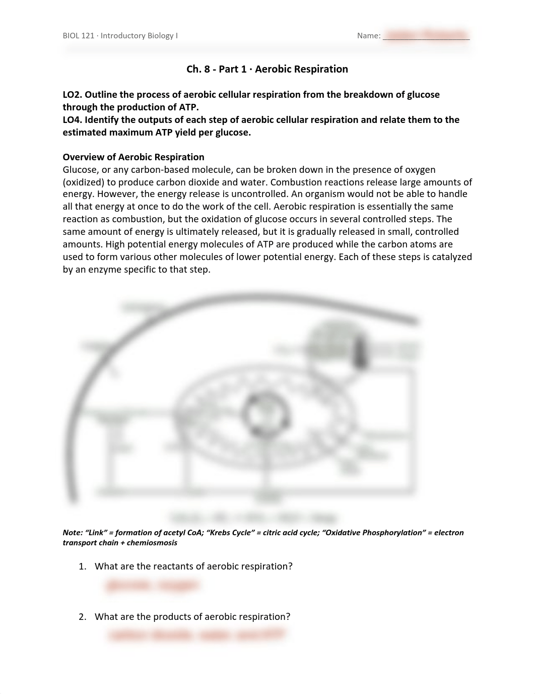 Ch. 8_1 Aerobic Respiration.pdf_d07jnnt4hsz_page1