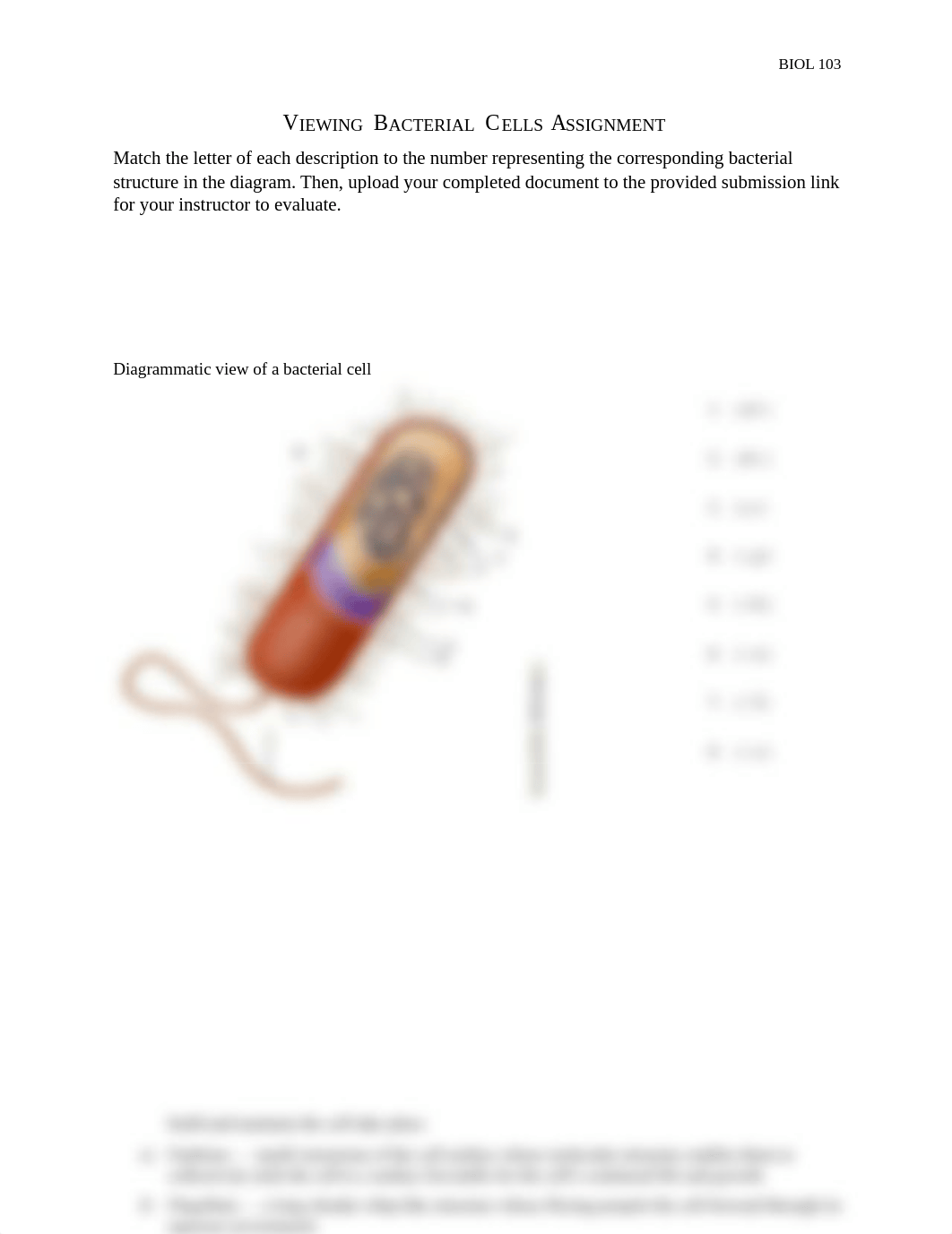 viewing bacterial cells.docx_d08apj0zuo3_page1