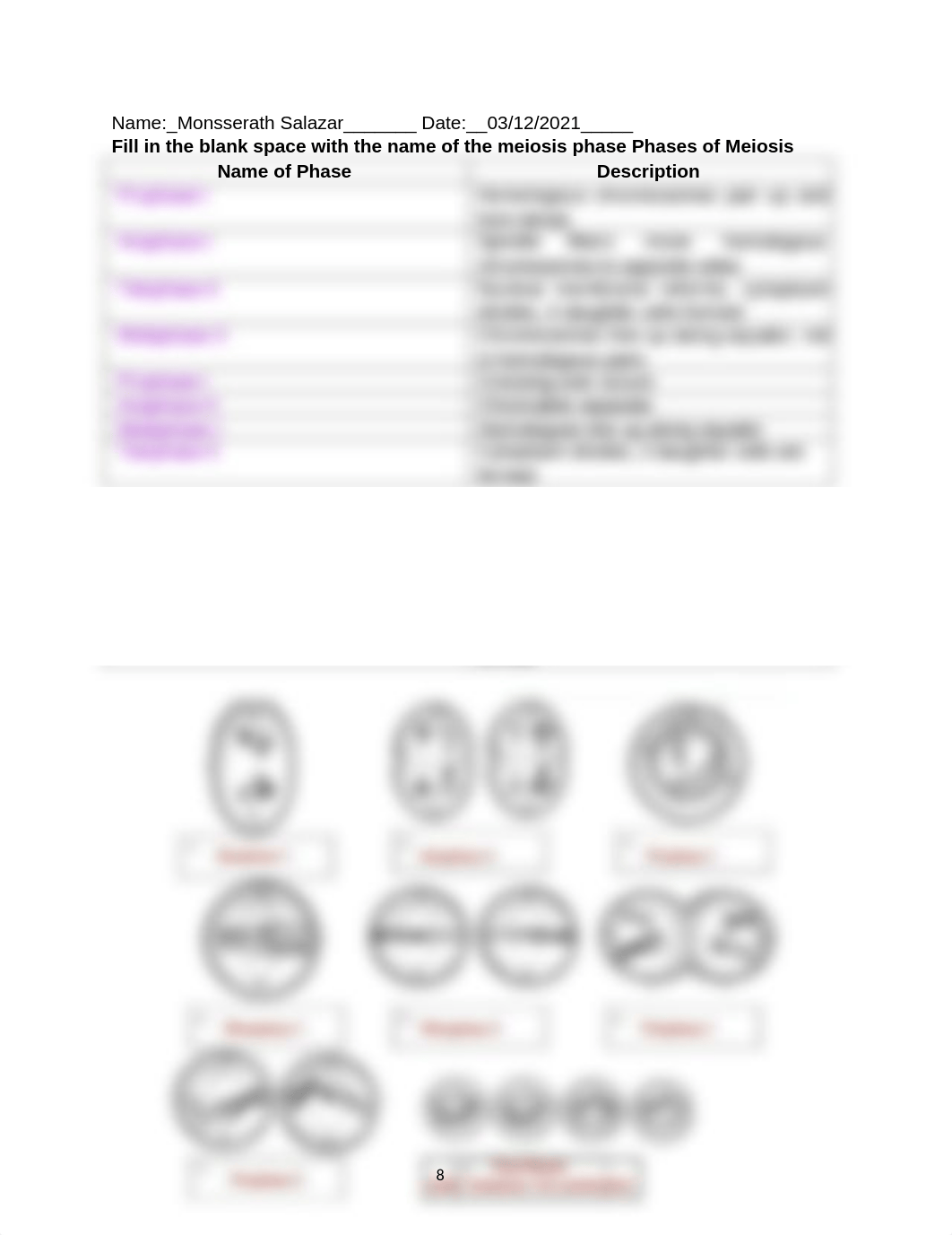 Meiosis activity.docx_d09fntat8bh_page1