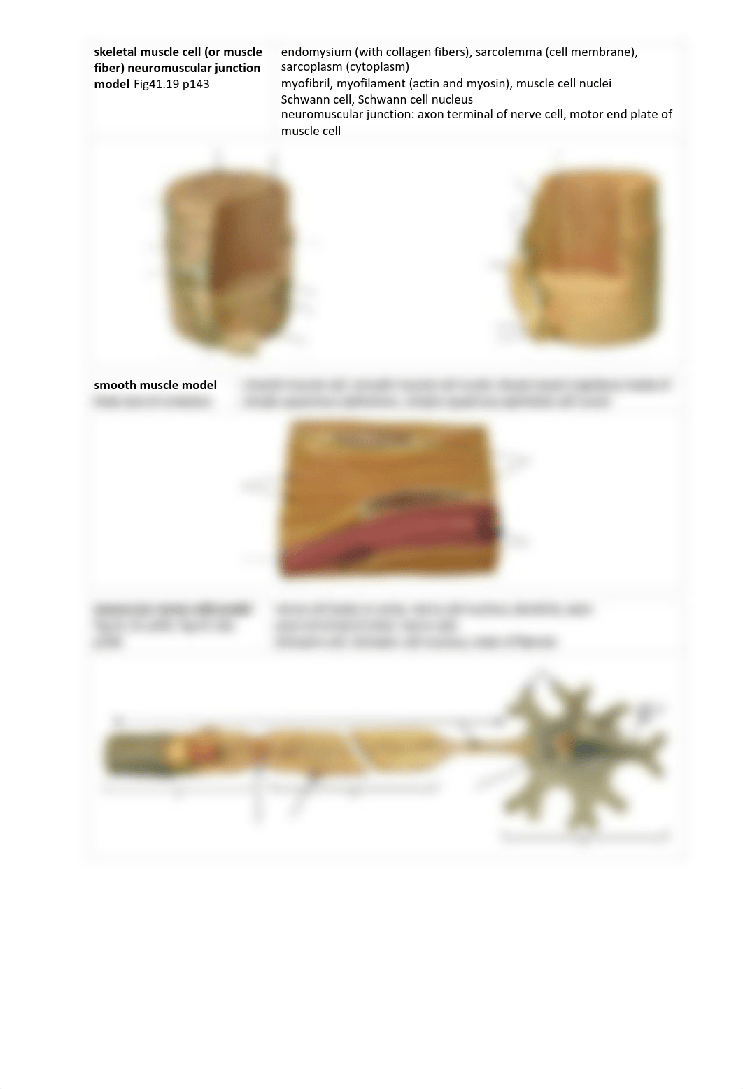 Animal Tissues Virtual Lab Worksheet and Review for Test 3 200831.pdf_d09njnmxcs2_page2