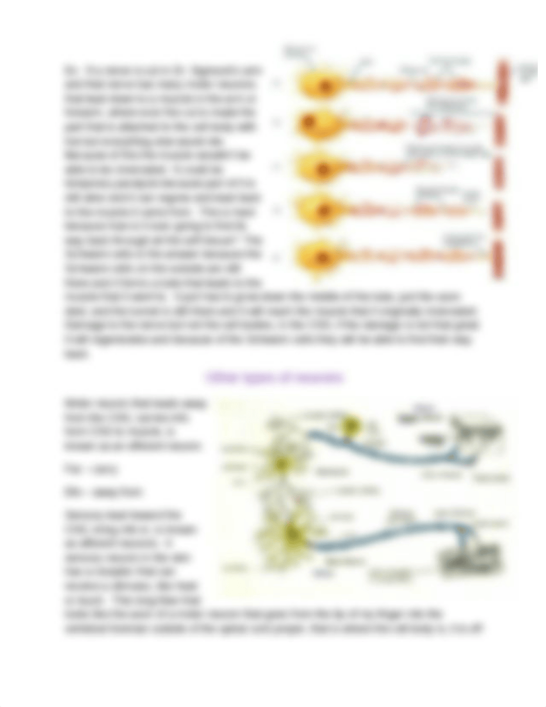 Basic structures of the nervous system_d09num0pmbo_page3