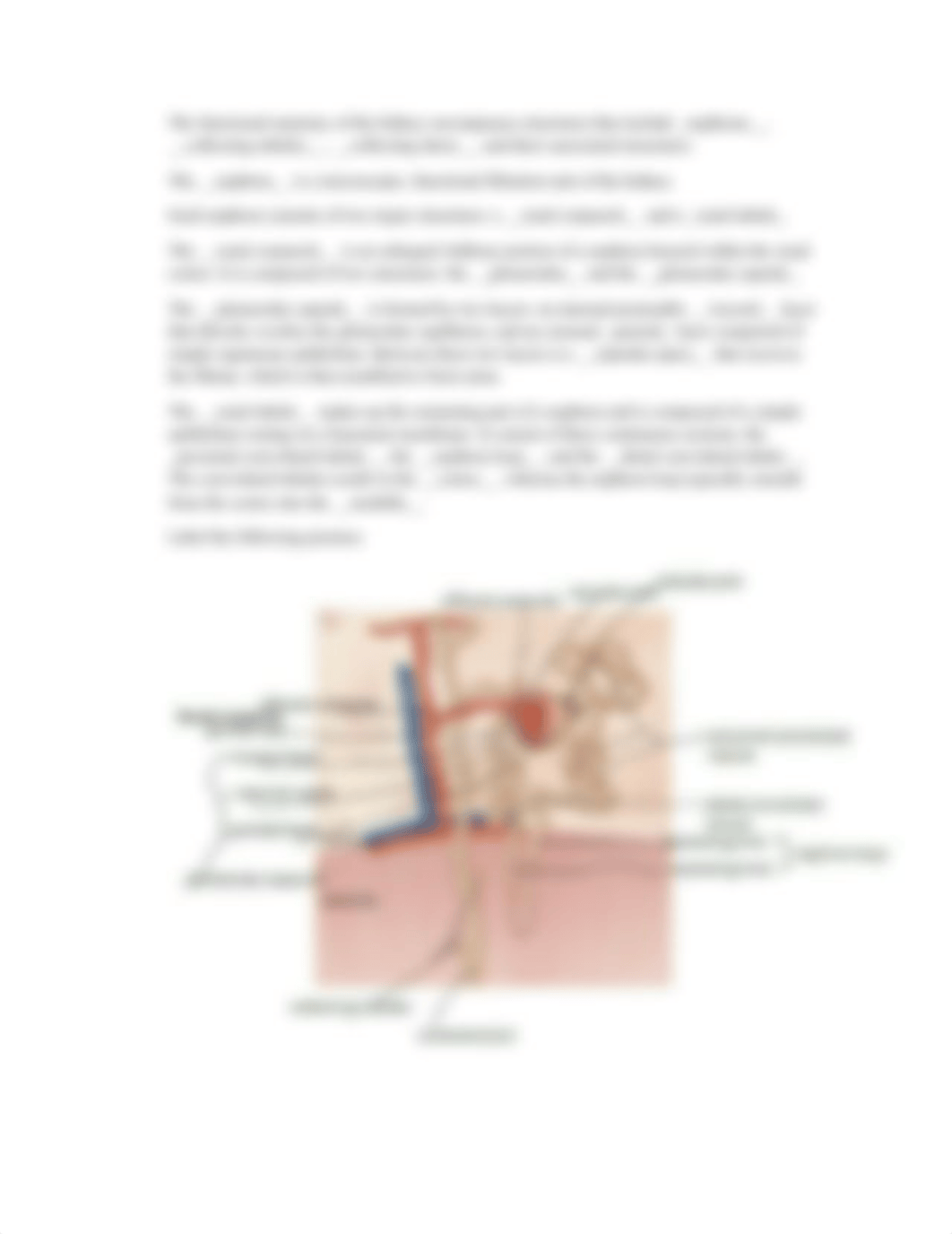 Urinary System Guided Notes(1).docx_d0ajfedbs0z_page3