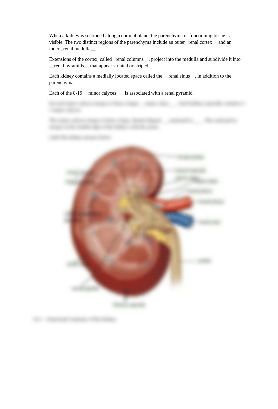 Urinary System Guided Notes(1).docx_d0ajfedbs0z_page2