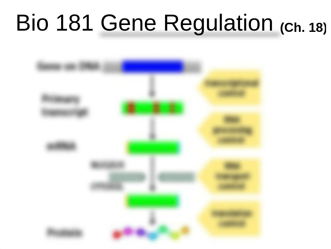 Bio 181-Ch. 18short- Gene Regulation.ppt_d0b93ua71cf_page1