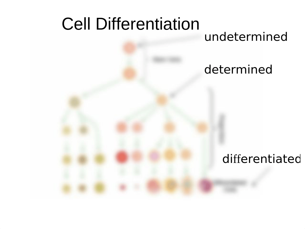 Bio 181-Ch. 18short- Gene Regulation.ppt_d0b93ua71cf_page4