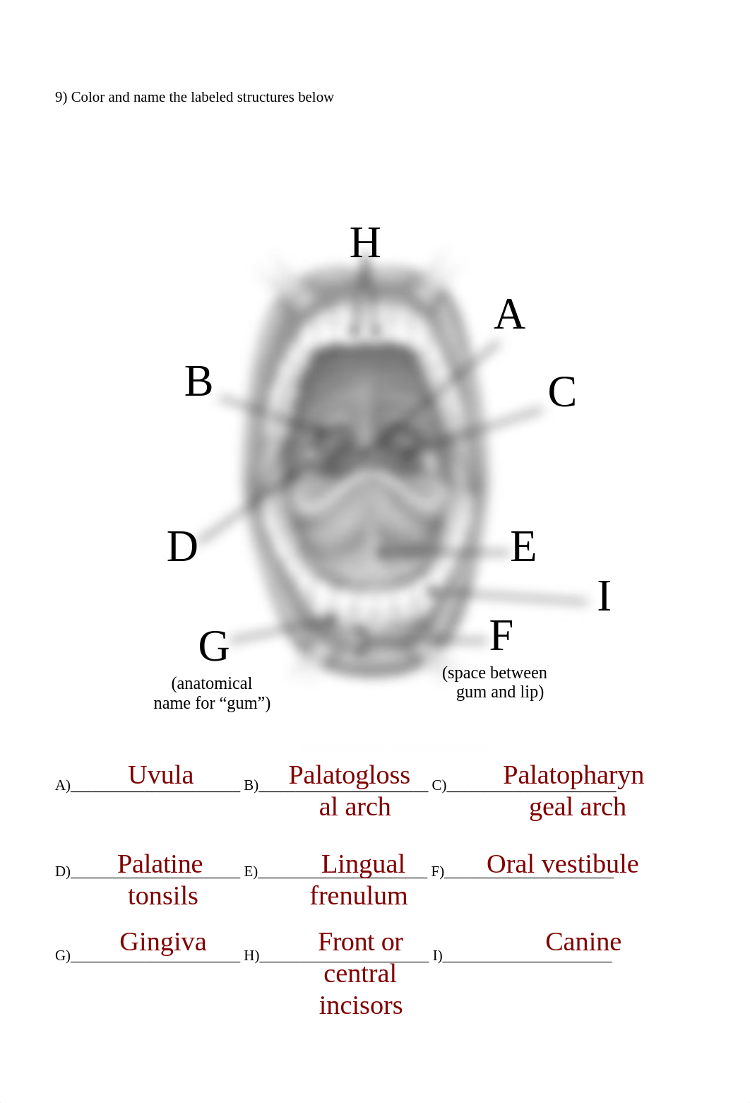 Digestive System Lab Sheets.doc_d0b9gdyz55y_page4