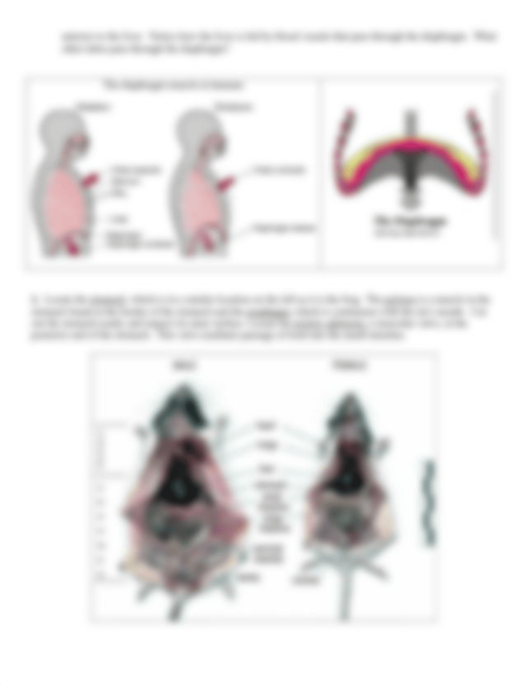 Lab 14 - Rat Dissection Neck.pdf_d0bhocv8md5_page4