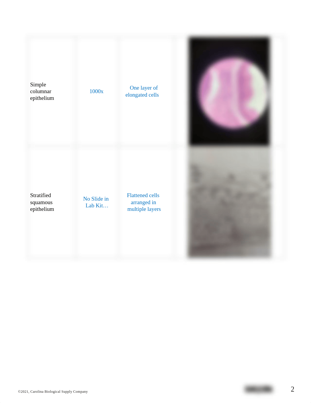 BIO201 Introduction to Histology_AnswerSheet-K Harvey.pdf_d0bsqsinevq_page2