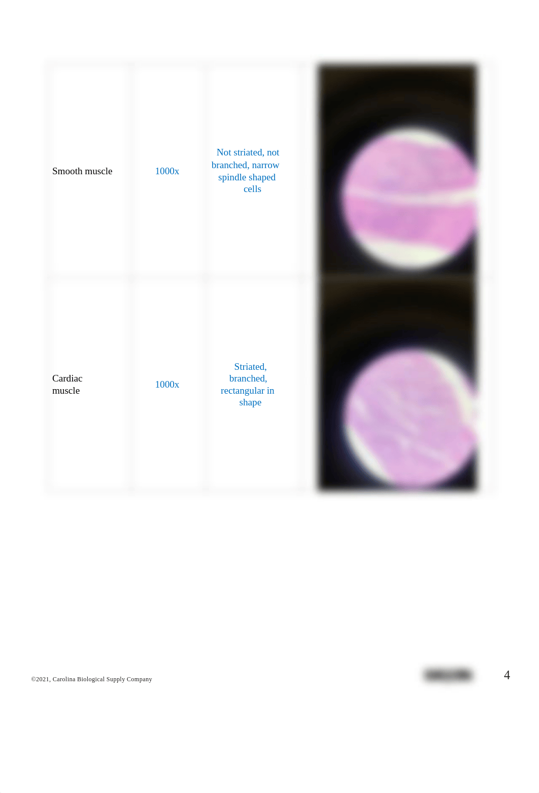 BIO201 Introduction to Histology_AnswerSheet-K Harvey.pdf_d0bsqsinevq_page4