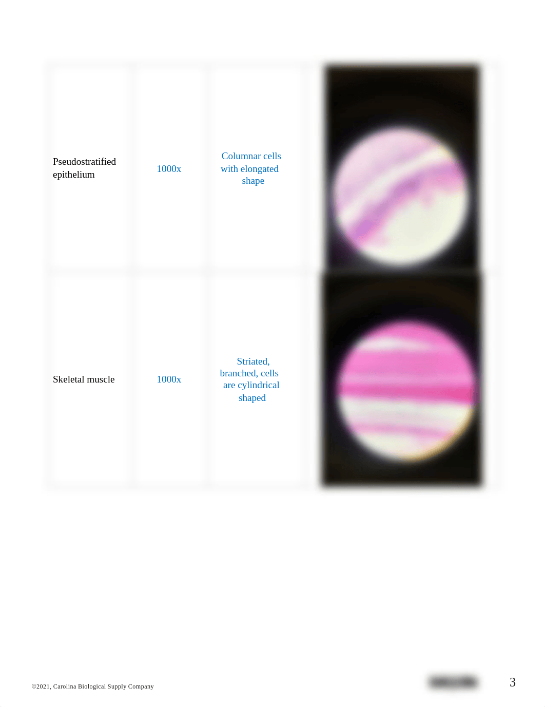 BIO201 Introduction to Histology_AnswerSheet-K Harvey.pdf_d0bsqsinevq_page3