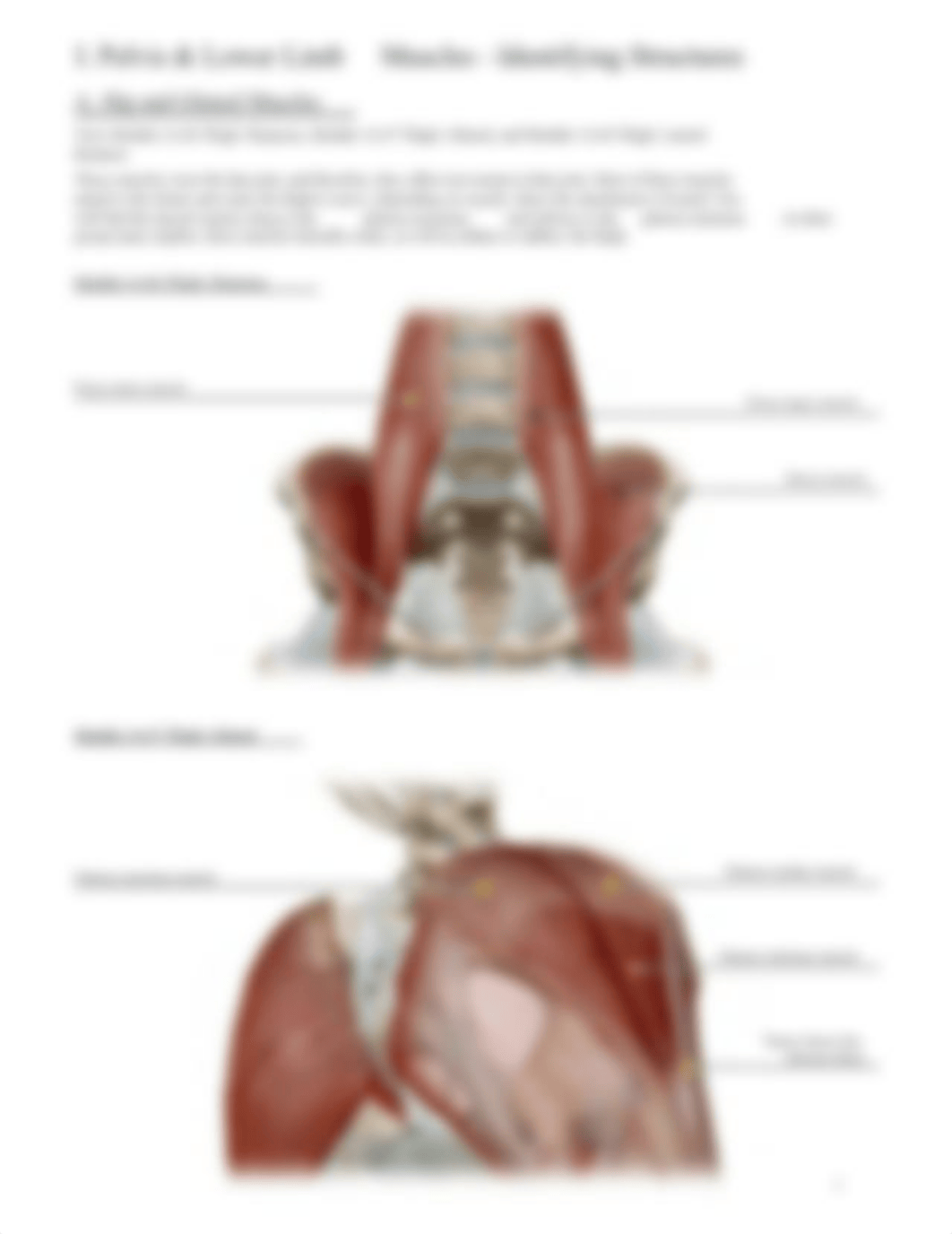 Pelvis_and_Lower_Limb_Muscles_VB_Exercise.pdf_d0bsveqzt7b_page3