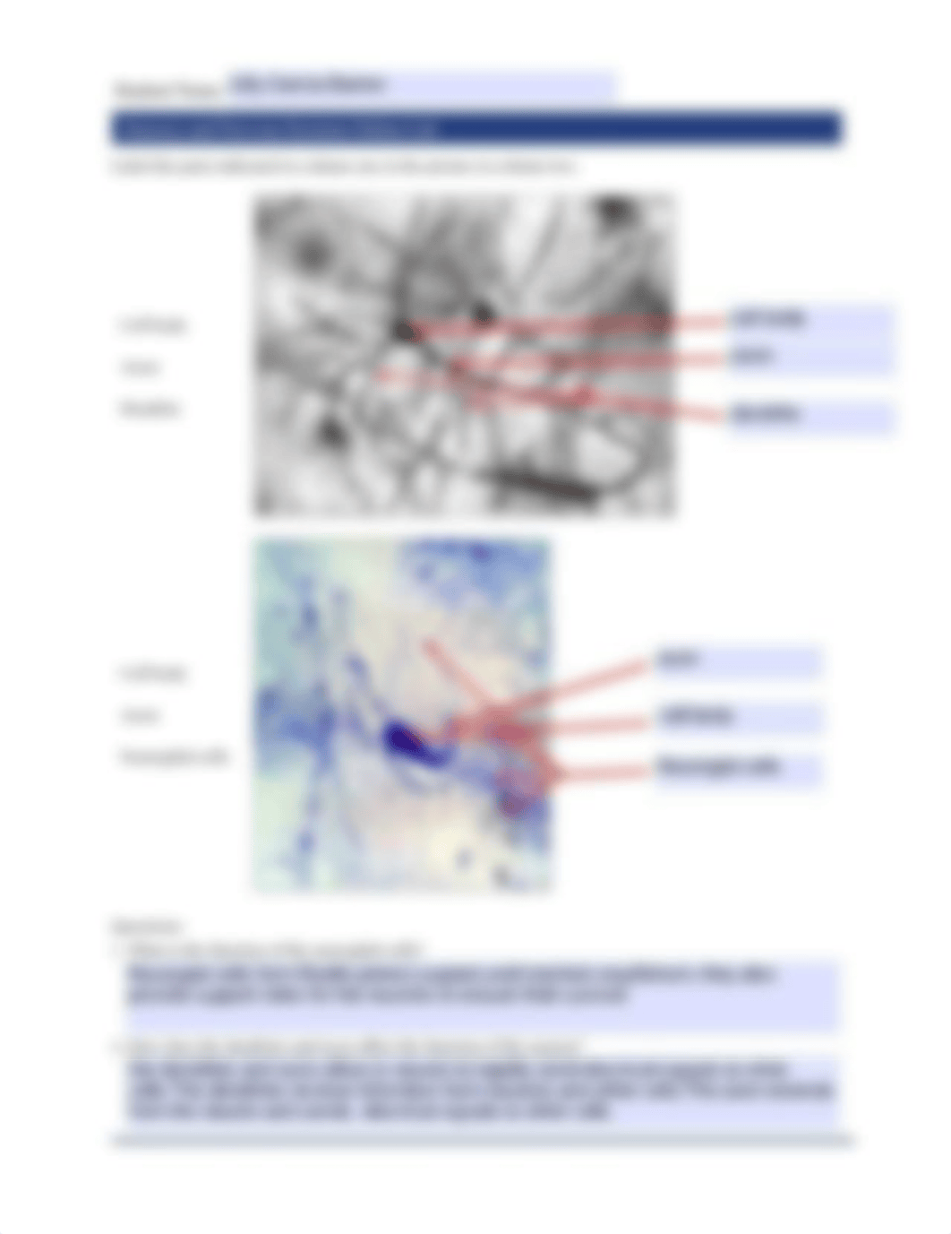 7.7_SensoryAndNervousSystemsOnlineLab_worksheet.pdf_d0bwho7ad5w_page2