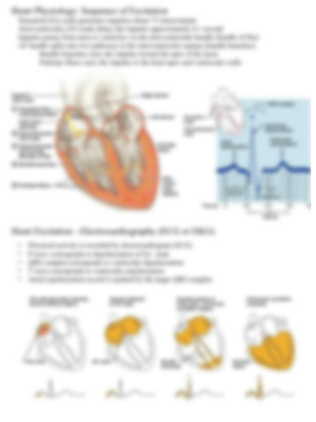 Unit 3-4 Circulatory System Notes.pptx_d0cfzlg73fr_page4