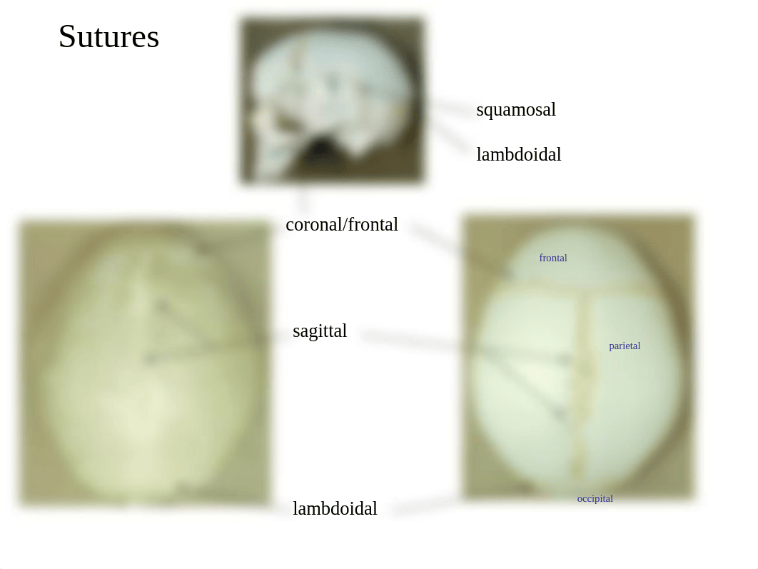 skeleton labeled.ppt_d0cjyqgfsix_page3