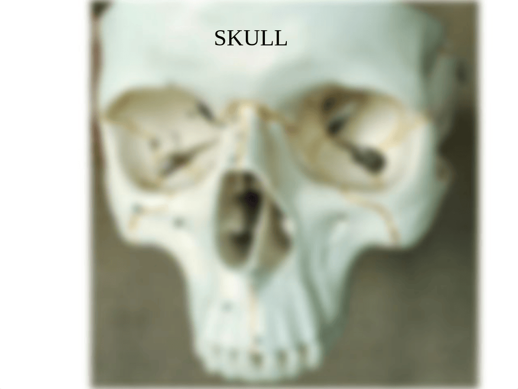 skeleton labeled.ppt_d0cjyqgfsix_page2