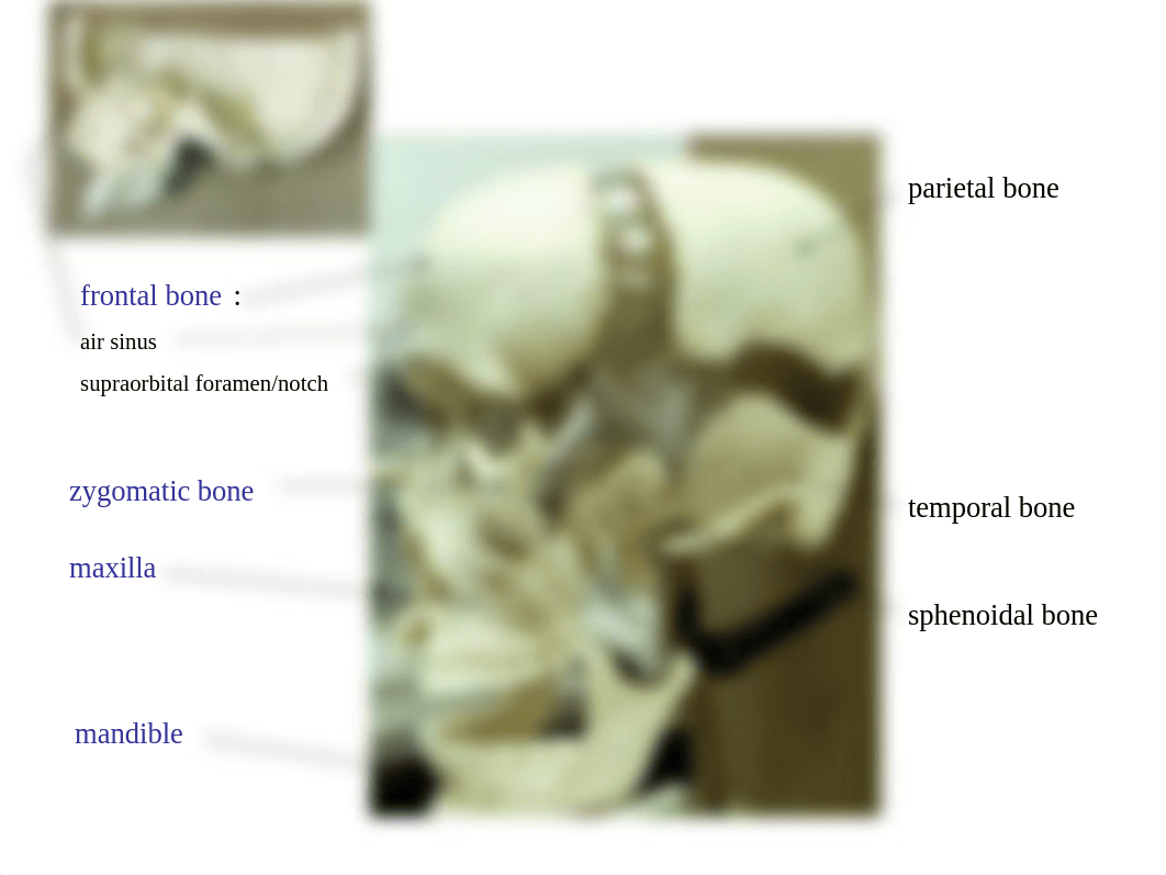 skeleton labeled.ppt_d0cjyqgfsix_page5