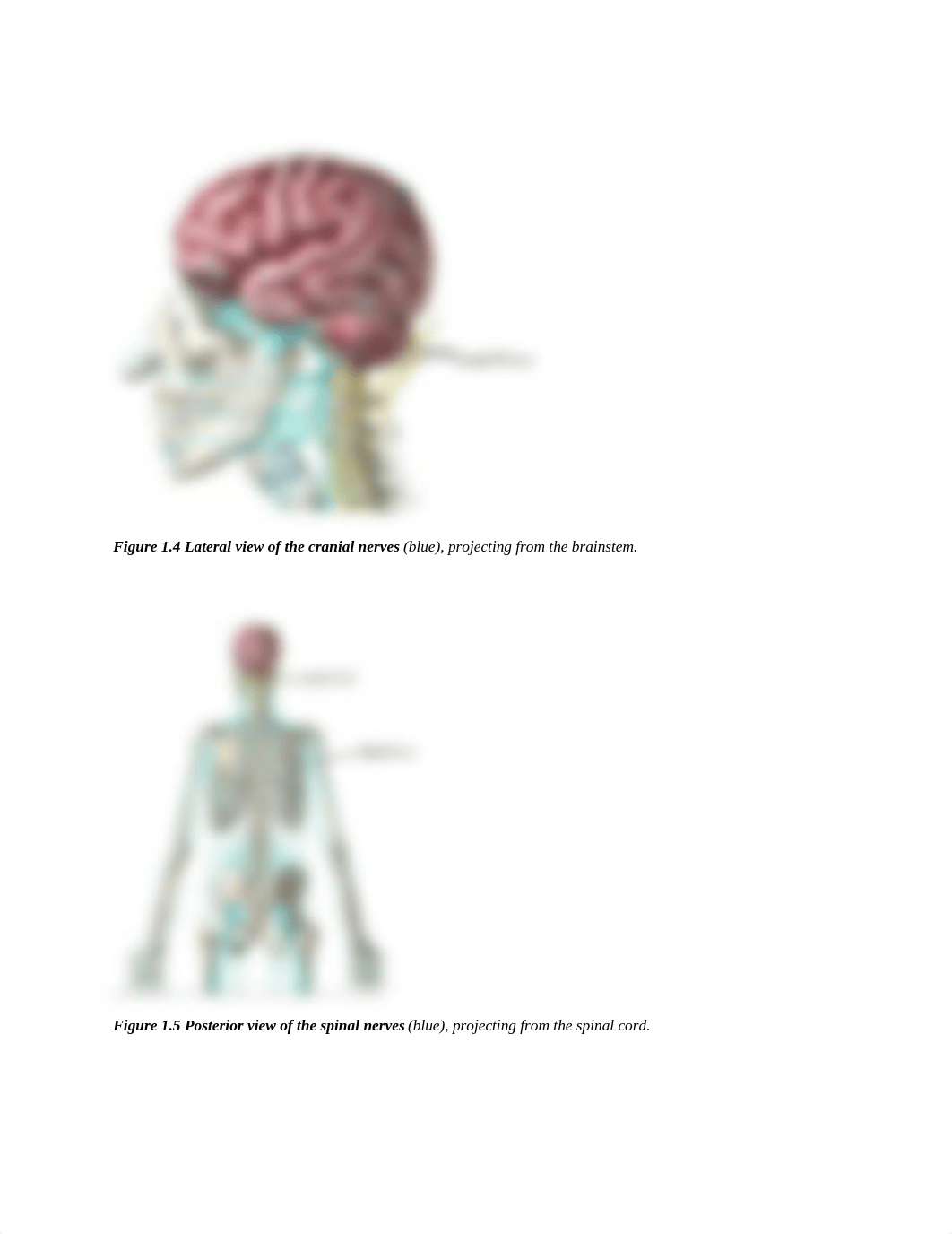 Module 1 - Nervous System.docx_d0diq372gd5_page4