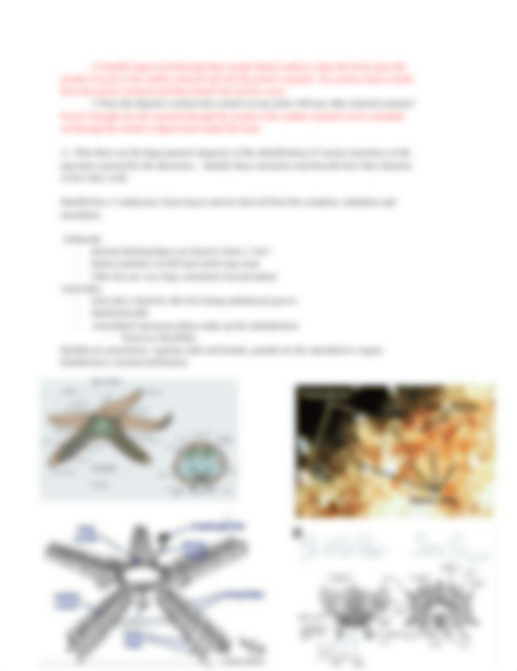 Sea Star dissection quiz .pdf_d0dtaydy3ox_page2